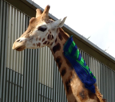 giraffe_shawl